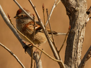 6th Apr 2020 - American tree sparrow 