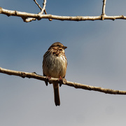 6th Apr 2020 - song sparrow 