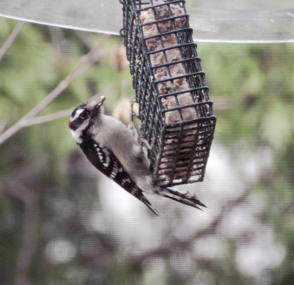 Downy Woodpecker at the Feeder by houser934