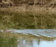 6th Apr 2020 - Beaver gliding through the water