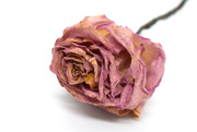 6th Apr 2020 - PINK rose