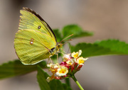 1st Apr 2020 - Sulphur Butterfly on Lantana