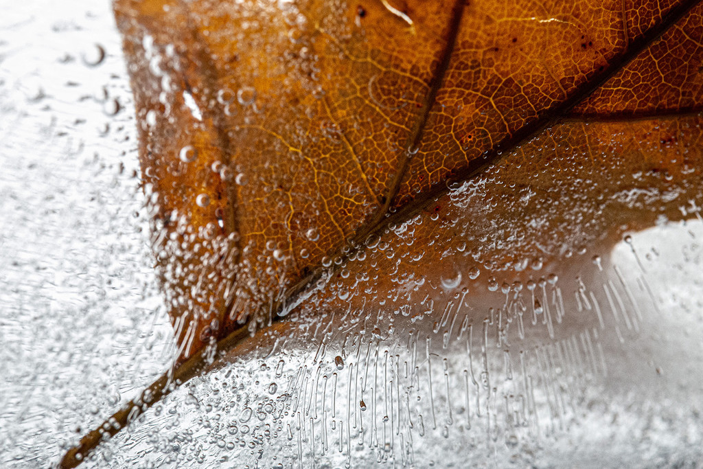 The Mighty Frozen Oak Leaf by pdulis