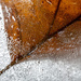 The Mighty Frozen Oak Leaf by pdulis