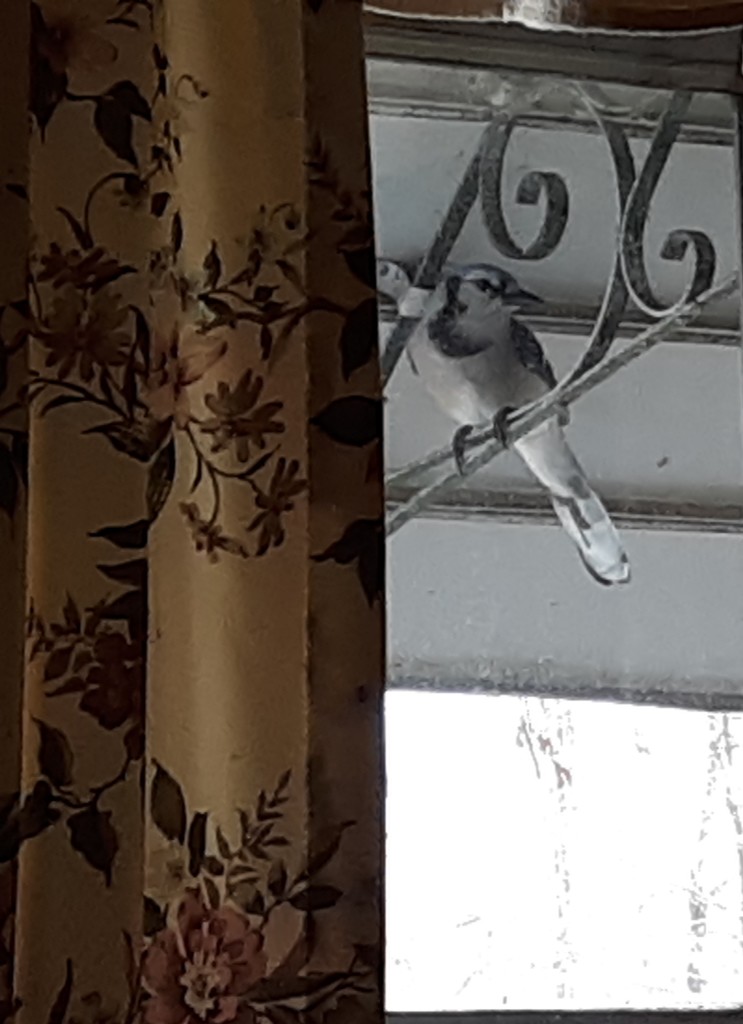 Bird Peeking in the Window by julie