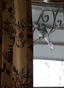5th Apr 2020 - Bird Peeking in the Window