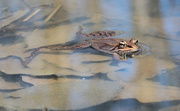 6th Apr 2020 - Floating Wood Froggie