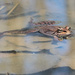 Floating Wood Froggie by juliedduncan