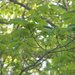 Maple Leaves by sfeldphotos