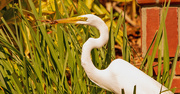 6th Apr 2020 - Egret Going for a Snack!