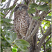 Owl  by kerenmcsweeney
