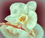 7th Apr 2020 - Orchid in decay