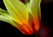 5th Apr 2020 - Tulip Cheer