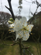 6th Apr 2020 - Signs of spring