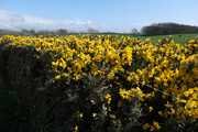 7th Apr 2020 - Combined Gorse