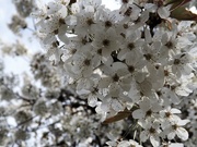 5th Apr 2020 - Blossoms