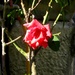 Crvena ruža by vesna0210