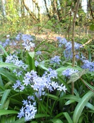 5th Apr 2020 - Hidden woodland bluebells