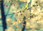 7th Apr 2020 -  Blossoms 7