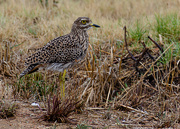 6th Apr 2020 - Spotted Thick-knee