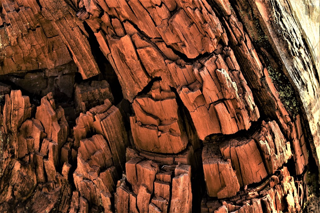 tree stump by christophercox