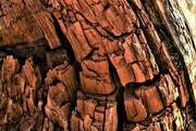 7th Apr 2020 - tree stump