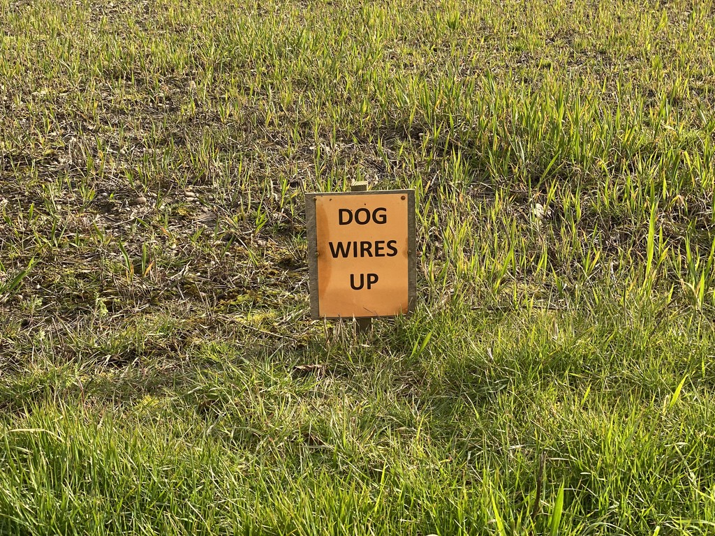 Dog wires up  by judithmullineux