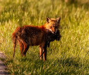 6th Apr 2020 - Blackwater Fox