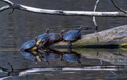 7th Apr 2020 - painted turtles