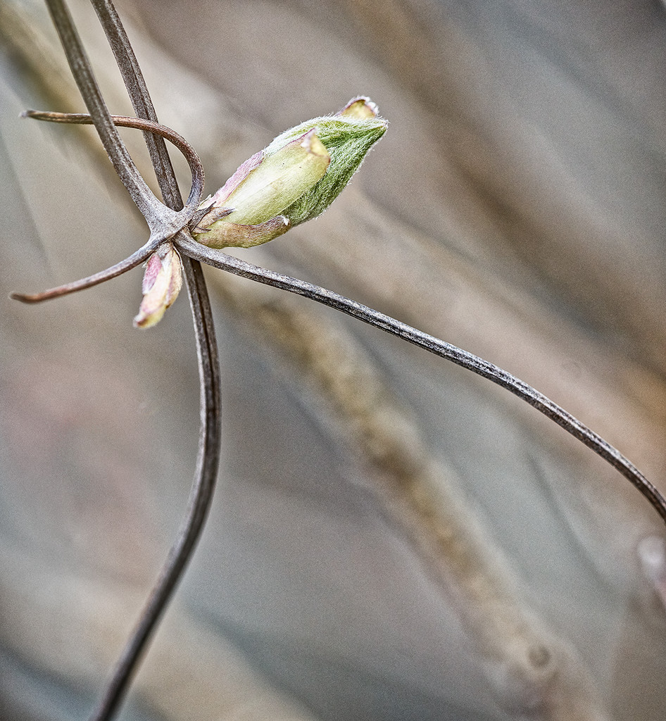 Clematis Bud by gardencat