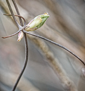 7th Apr 2020 - Clematis Bud
