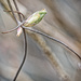 Clematis Bud by gardencat