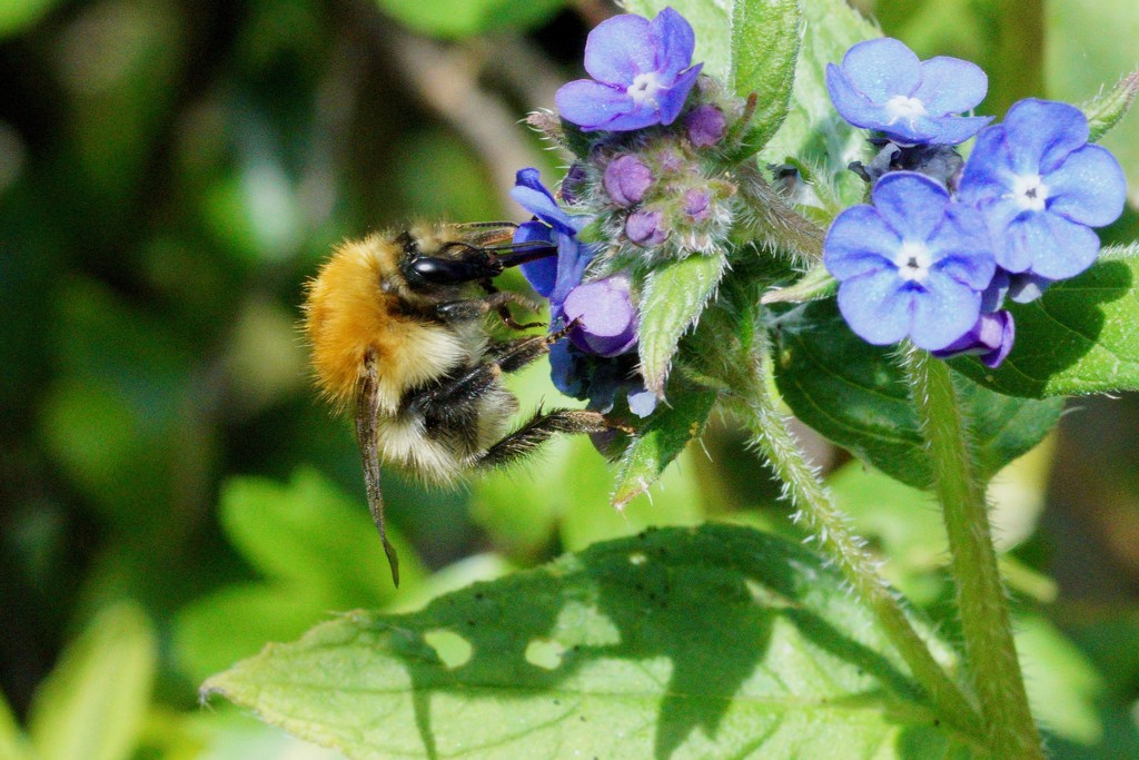 ANOTHER BEE ON THE BORAGE by markp