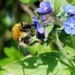 ANOTHER BEE ON THE BORAGE by markp