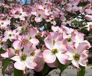 8th Apr 2020 - So many pink dogwood flowers