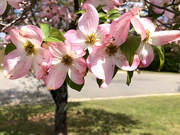 7th Apr 2020 - Five pink dogwoods flowers