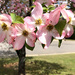 Five pink dogwoods flowers by homeschoolmom