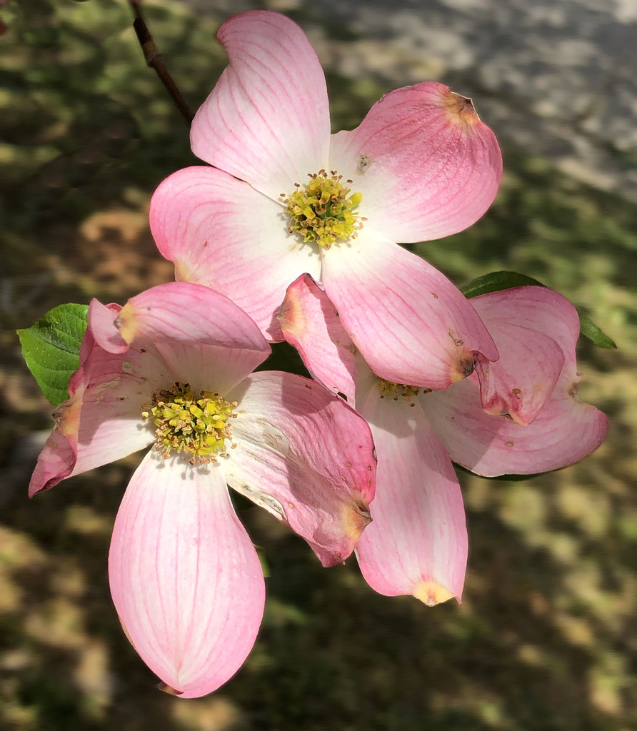 Three pink dogwoods blossoms by homeschoolmom