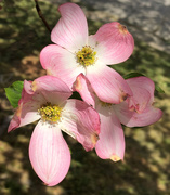8th Apr 2020 - Three pink dogwoods blossoms