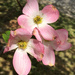 Three pink dogwoods blossoms by homeschoolmom