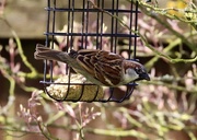 7th Apr 2020 - Garden Sparrow