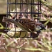 Garden Sparrow by carole_sandford