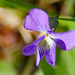 Wild Violet by larrysphotos