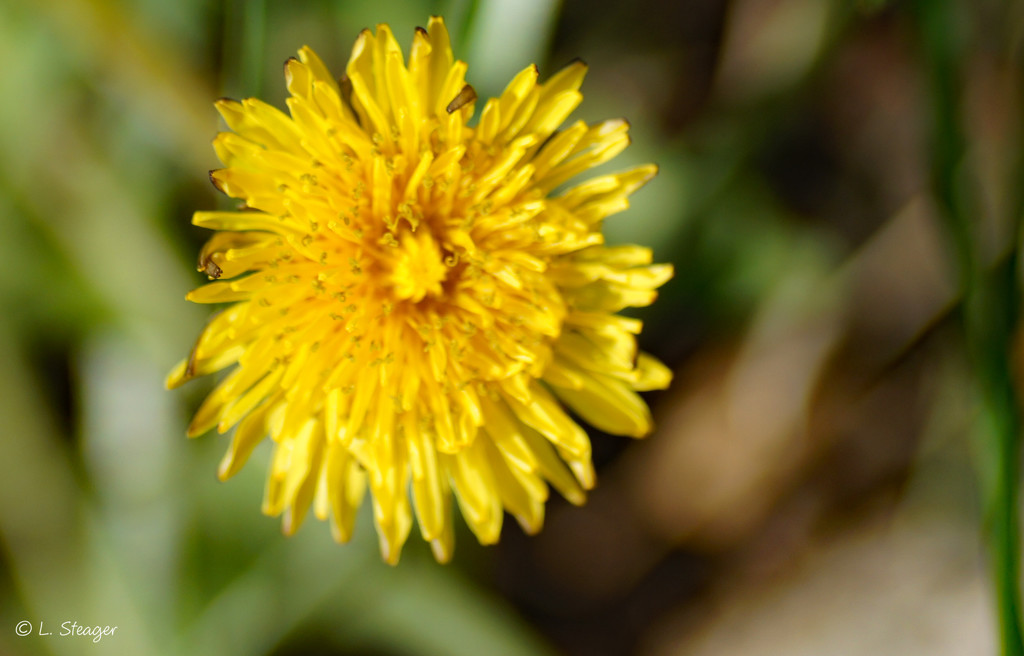 Dandelions by larrysphotos