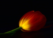 7th Apr 2020 - Midnight Tulip