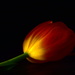 Midnight Tulip by jayberg