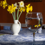 7th Apr 2020 - Daffodil Reflections