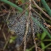 Not a Spider Web - But . . . by milaniet