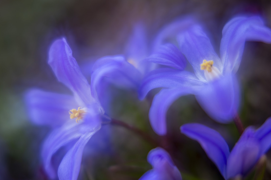 Blue Chionodoxa Flowers by pdulis