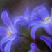Blue Chionodoxa Flowers by pdulis